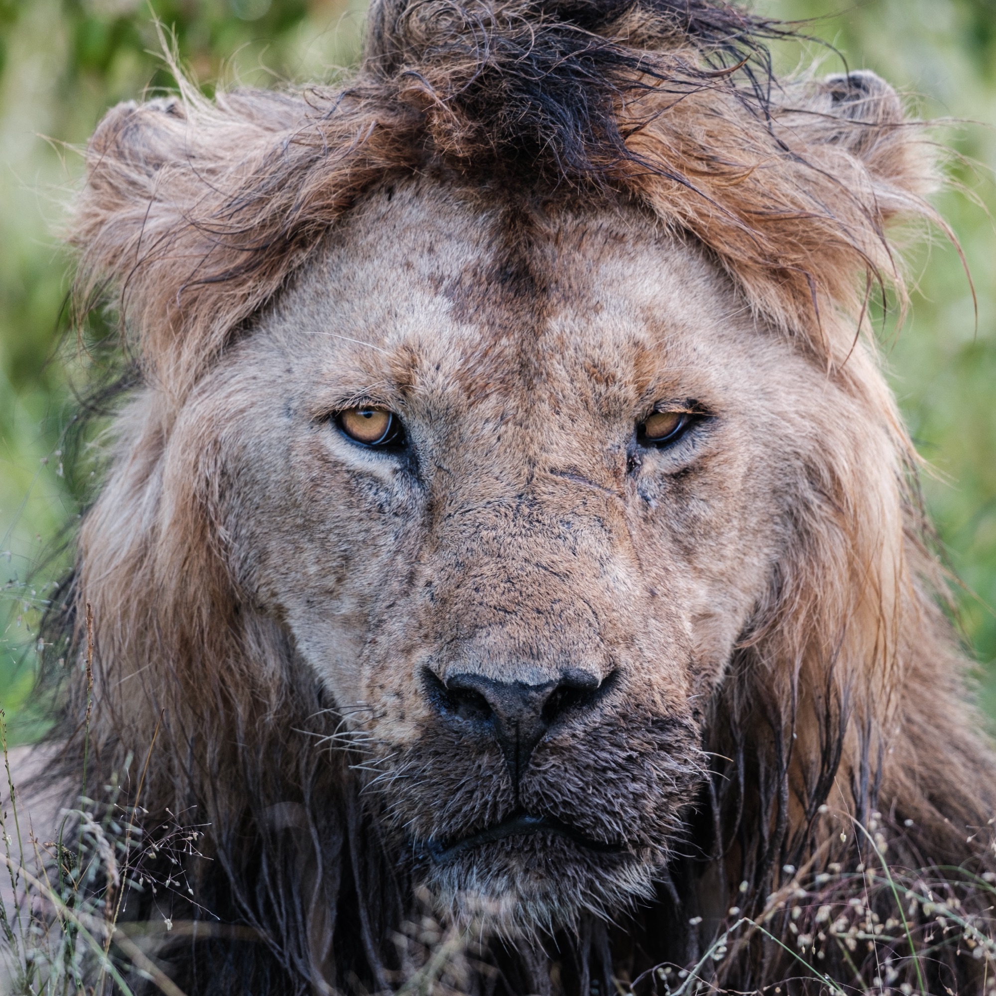 Lion