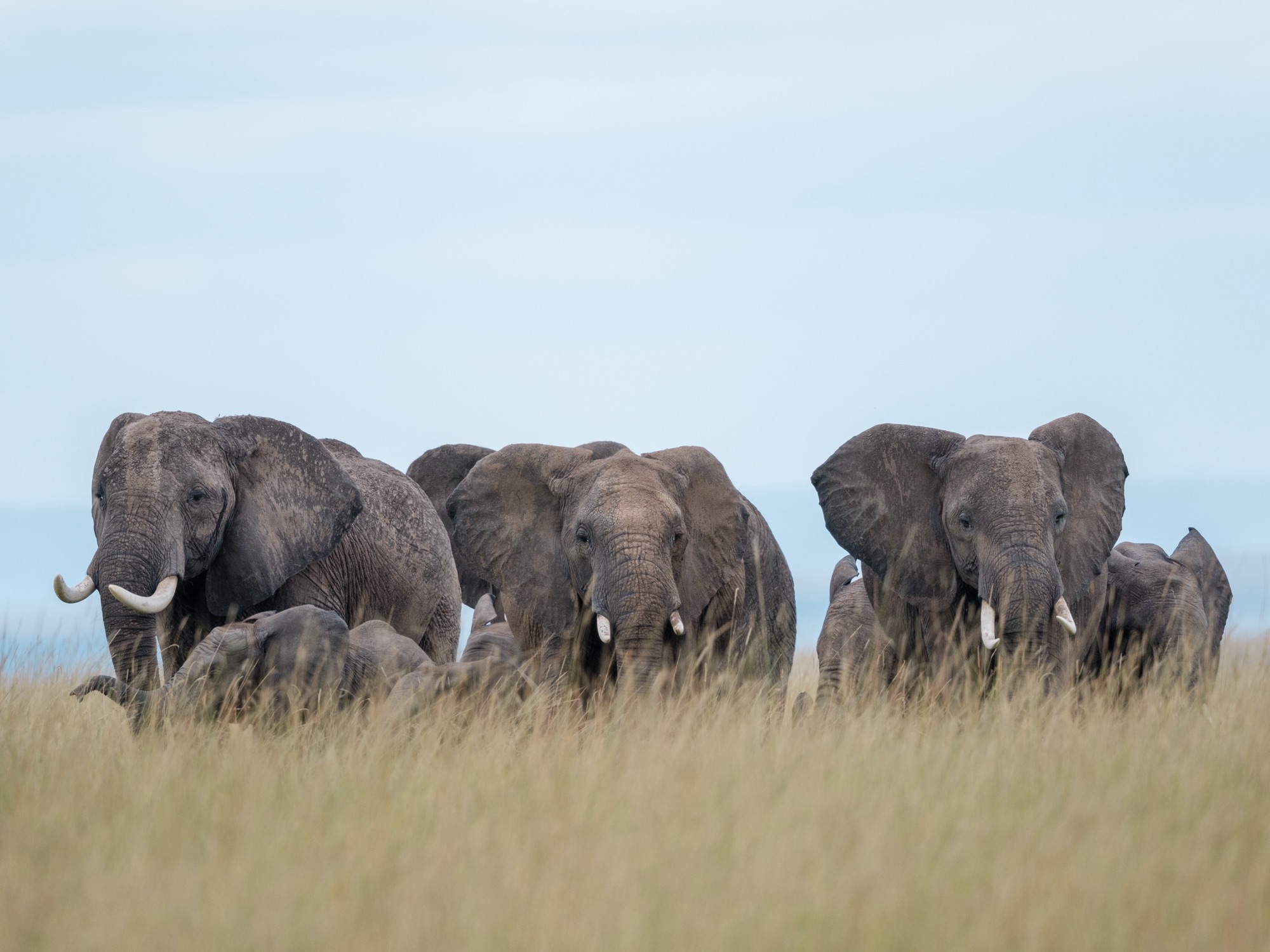 Troupeau d'éléphants