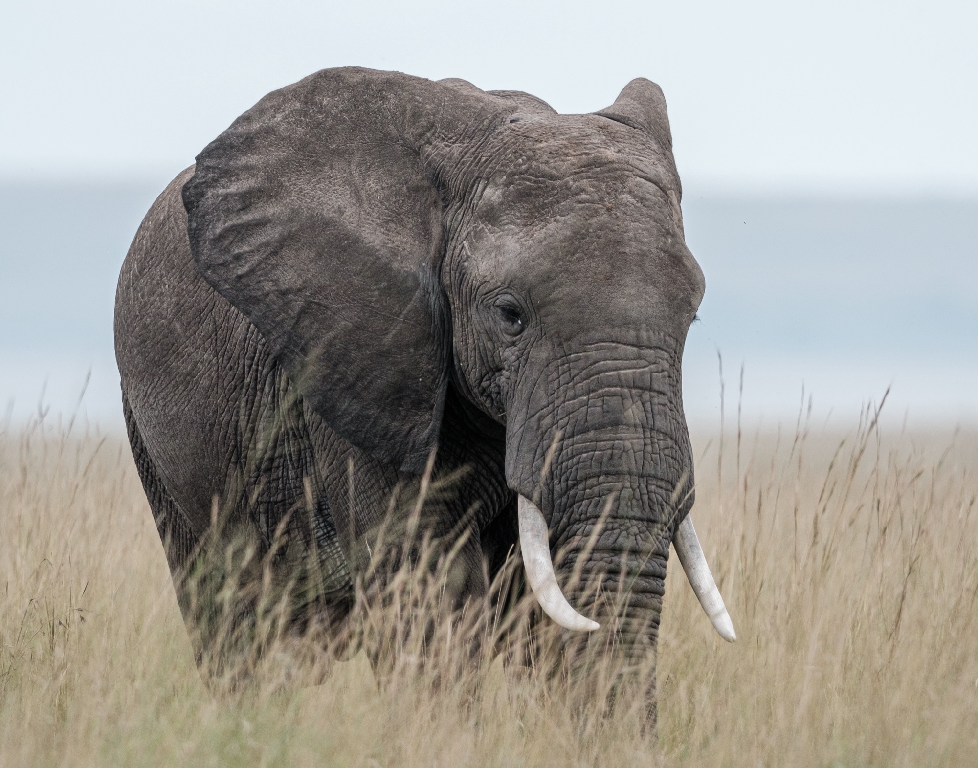 Éléphant de profil