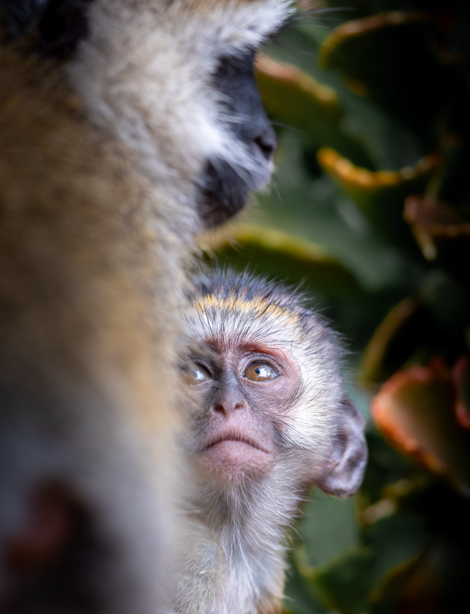 Guenon et son petit
