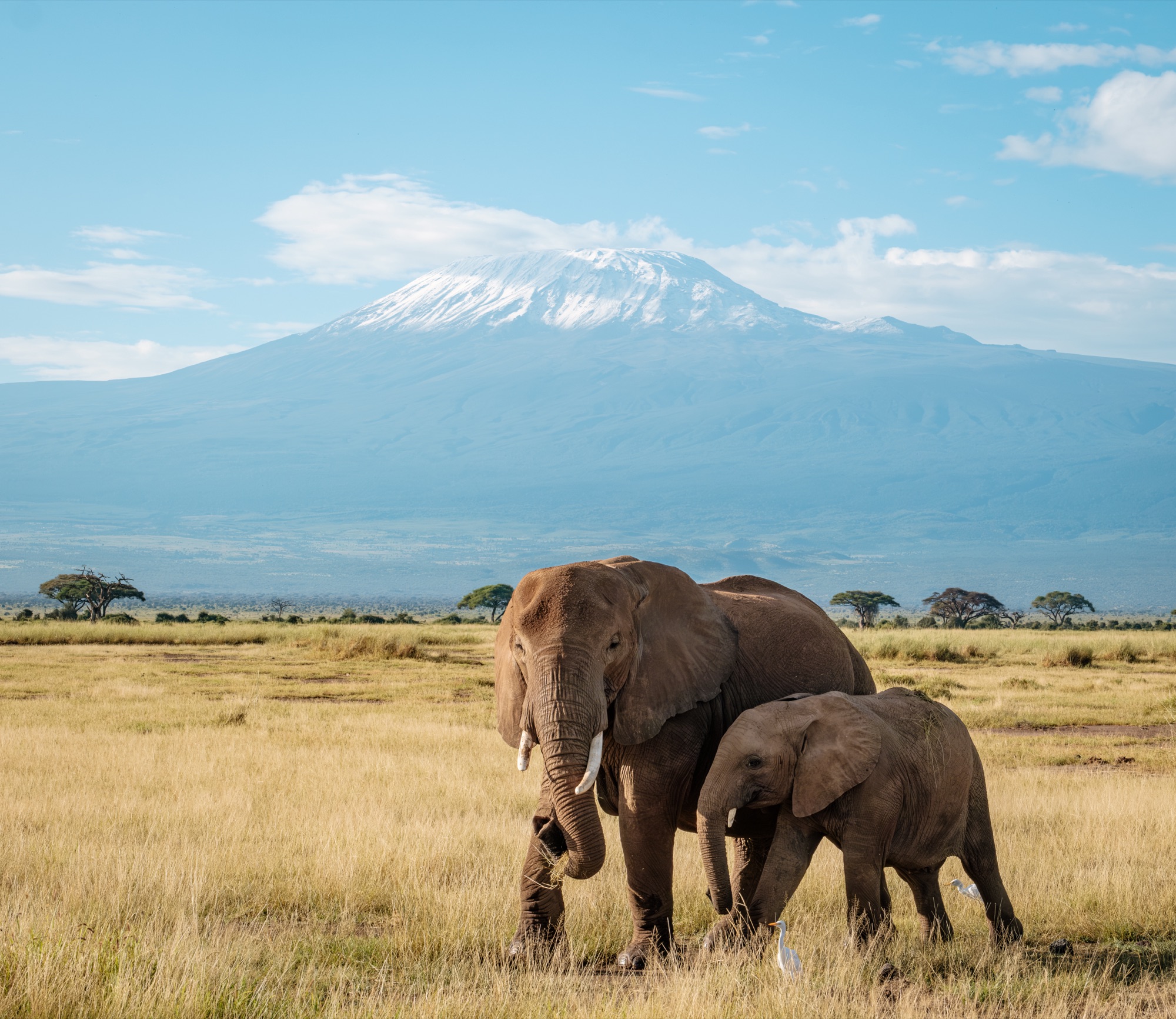 Éléphants et Kilimandjaro
