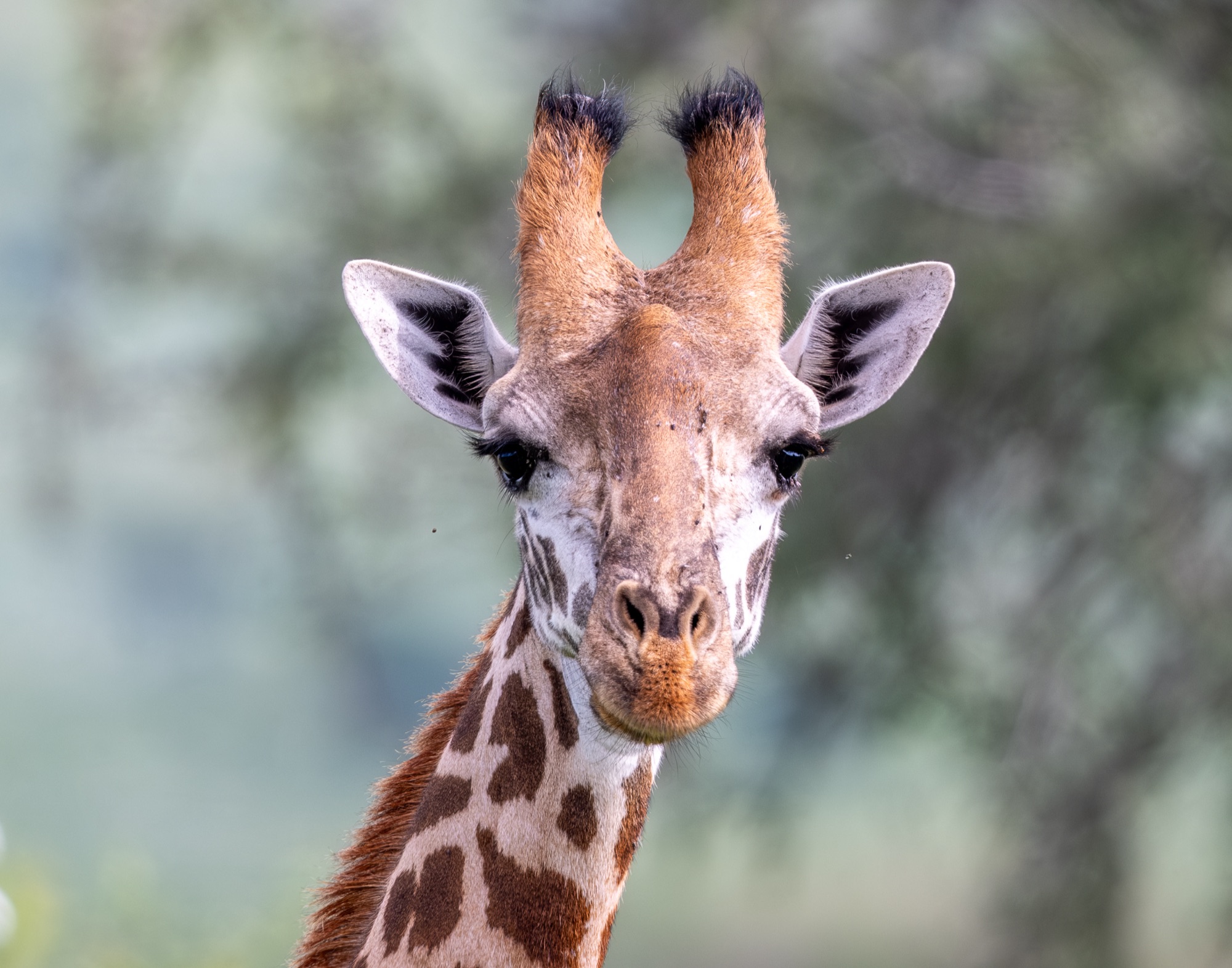 Portrait de girafe