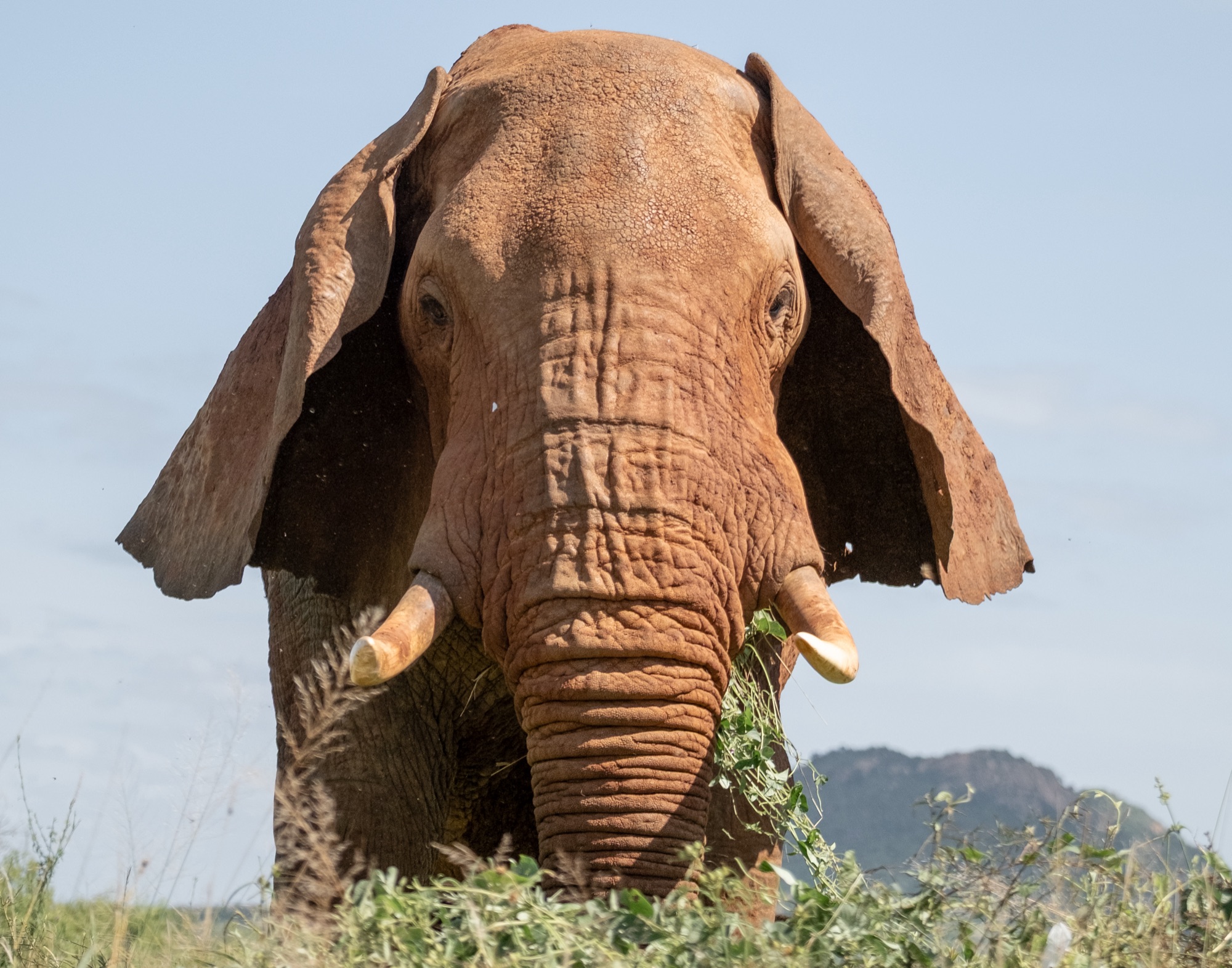 Éléphant de face