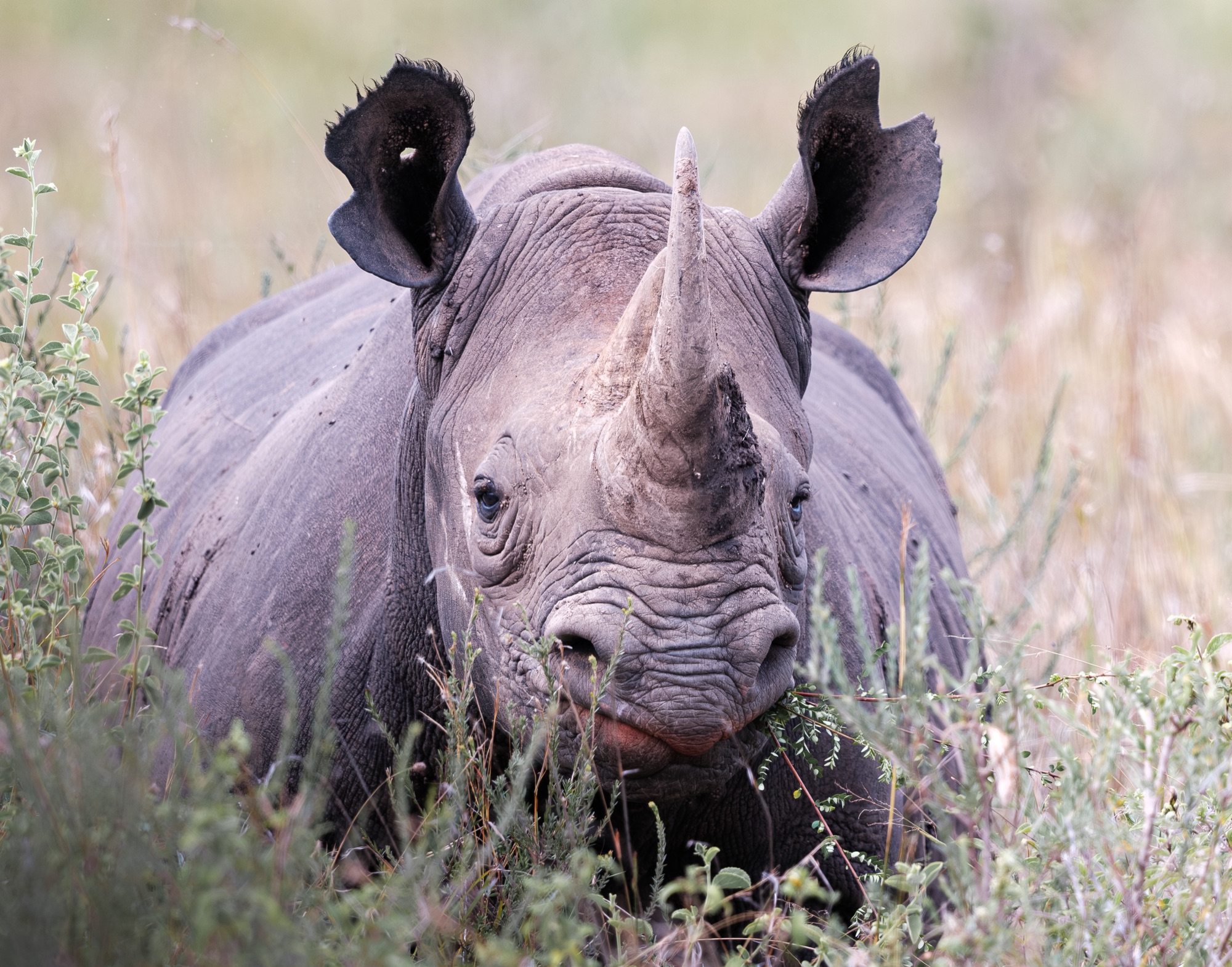 Rhinocéros noir