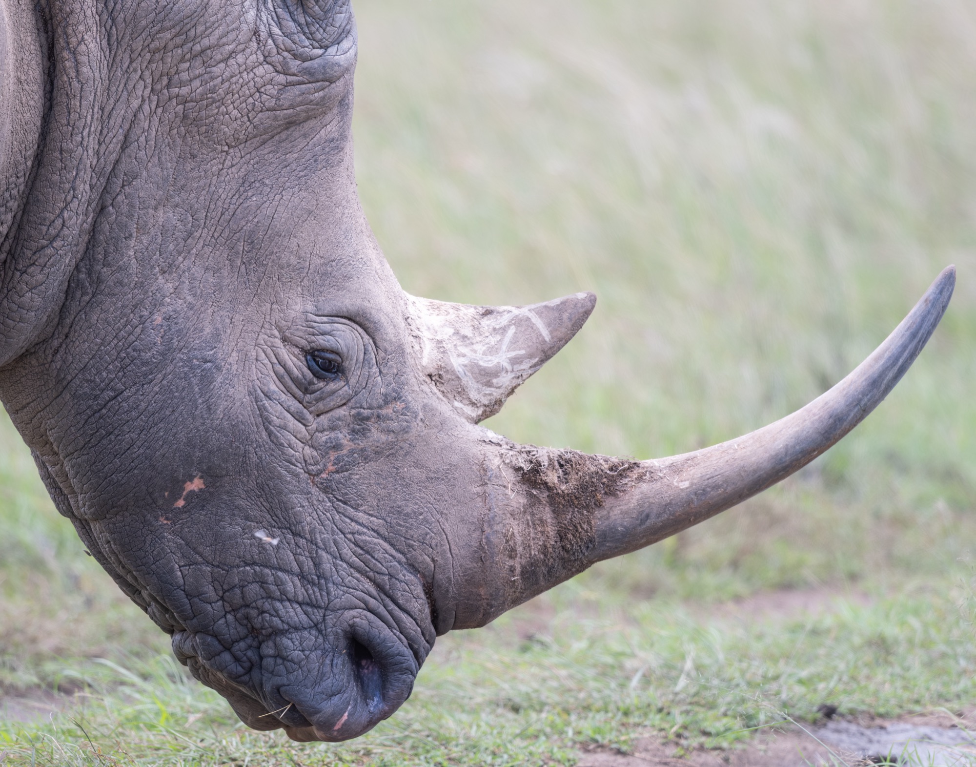 Rhinocéros