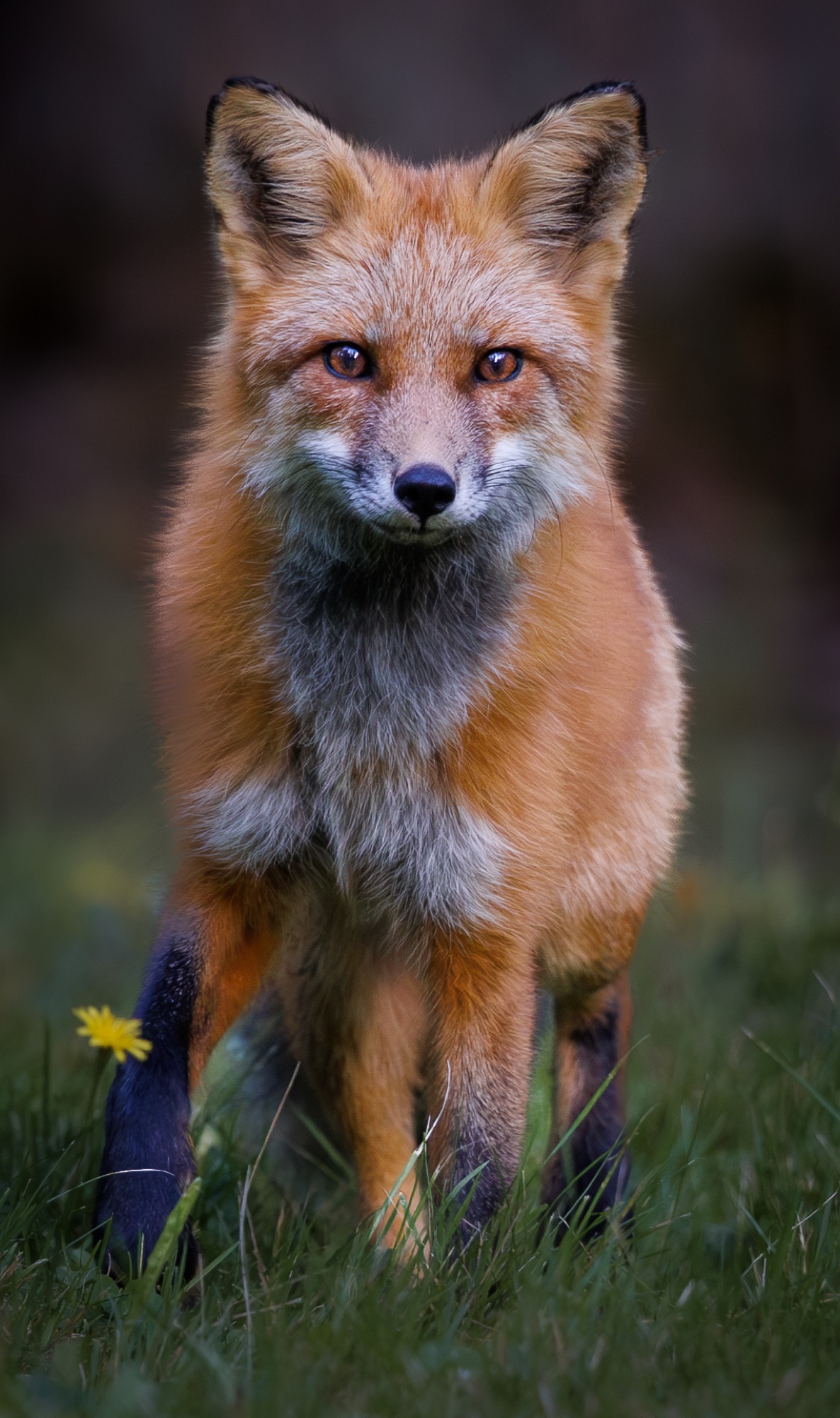 Renard roux
