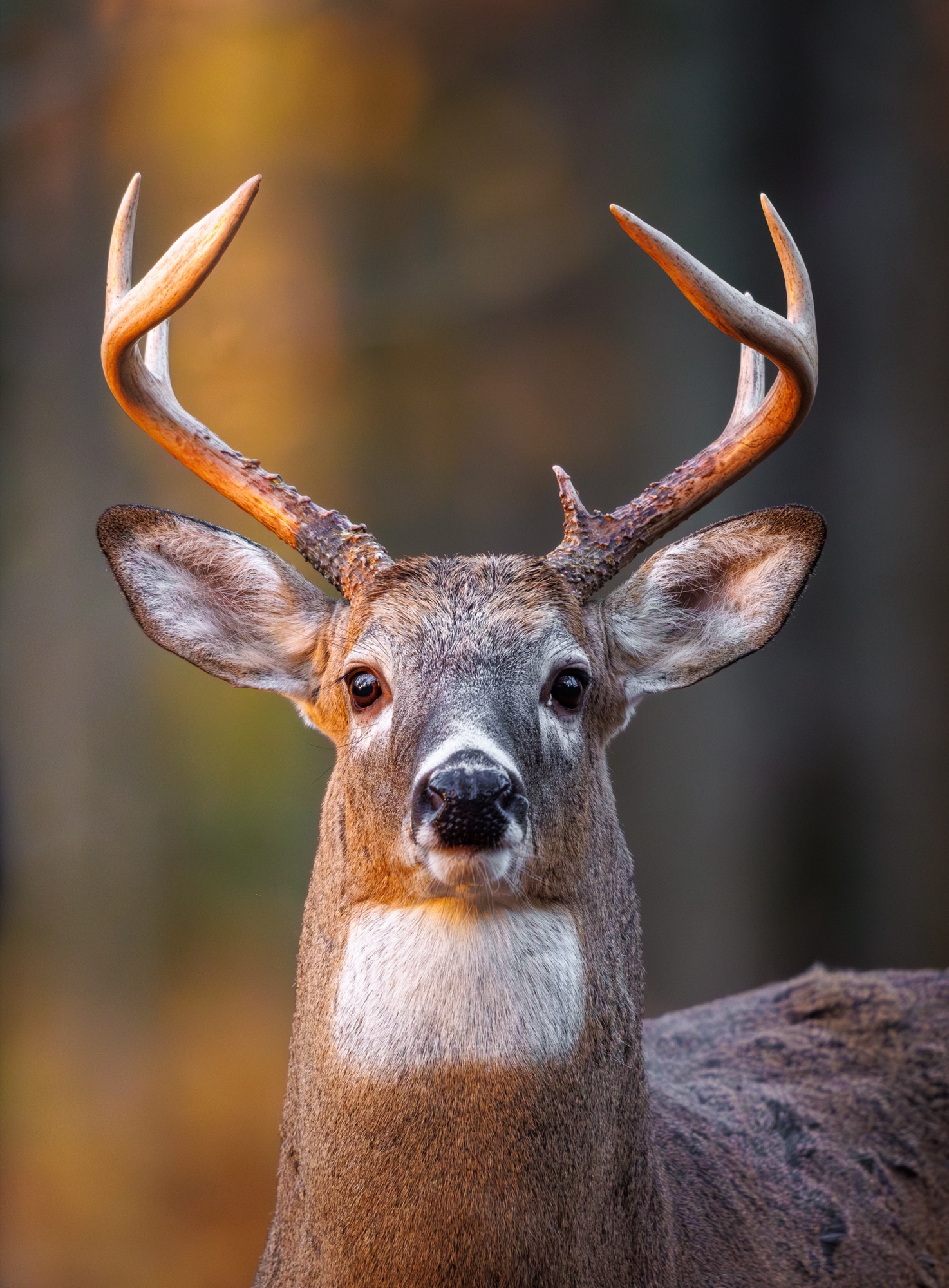 Cerf de Virginie