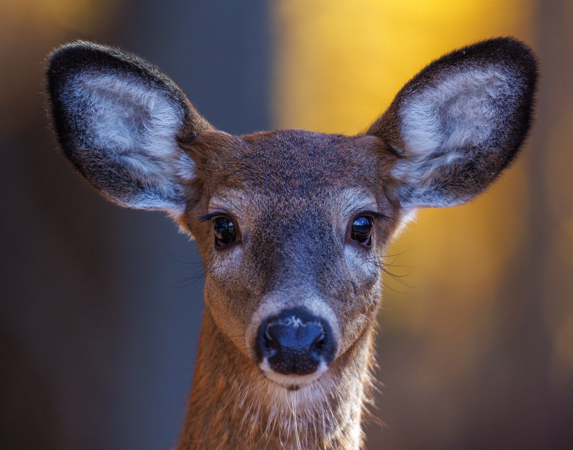 Biche