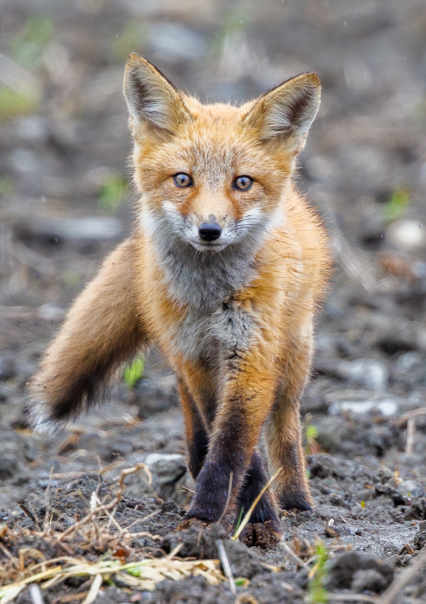 Jeune renard roux